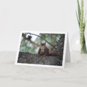 Rotes Eichhörnchen Karte (Vorderseite)