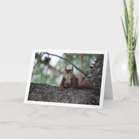 Rotes Eichhörnchen Karte (Vorderseite)