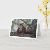 Rotes Eichhörnchen Karte (Gelbe Blume)