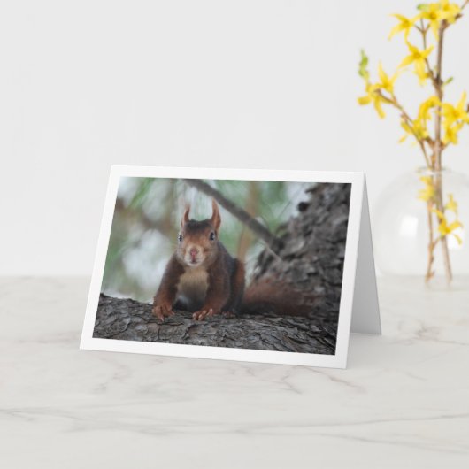 Rotes Eichhörnchen Karte (Gelbe Blume)