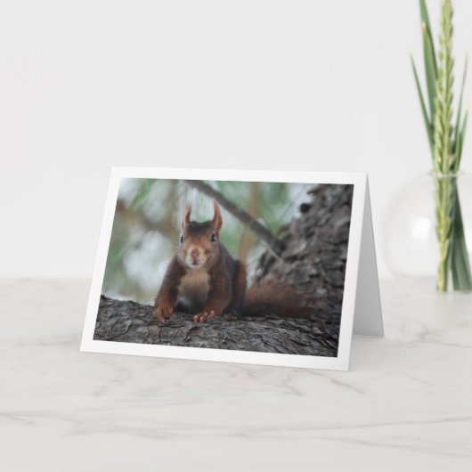 Rotes Eichhörnchen Karte (Vorderseite)