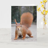 Rotes Eichhörnchen Karte (Gelbe Blume)