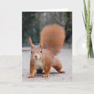 Rotes Eichhörnchen Karte