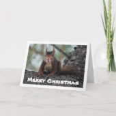 Rotes Eichhörnchen Karte (Vorderseite)