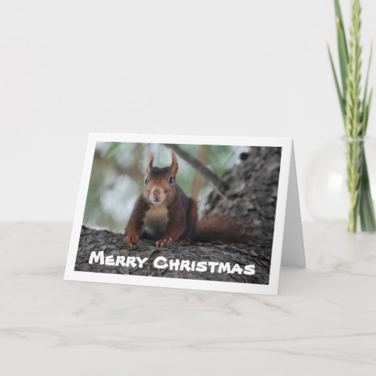 Rotes Eichhörnchen Karte (Vorderseite)