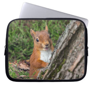 rotes Eichhörnchen Laptopschutzhülle
