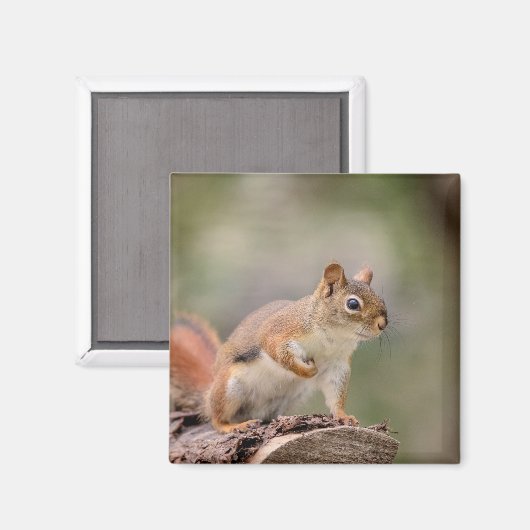Rotes Eichhörnchen Magnet (Vorderseite/Rückseite)