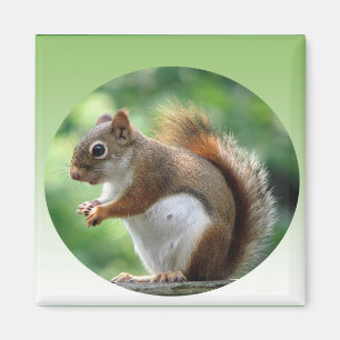 Rotes Eichhörnchen-Magnet Magnet