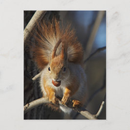 Rotes Eichhörnchen mit Haselnuss Postkarte