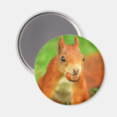 Rotes Eichhörnchen mit Nuss Magnet (Vorderseite/Rückseite)
