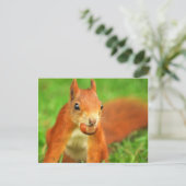 Rotes Eichhörnchen mit Nuss Postkarte (Stehend Vorderseite)