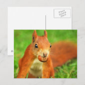 Rotes Eichhörnchen mit Nuss Postkarte (Vorne/Hinten)