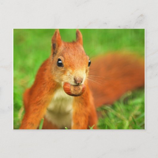 Rotes Eichhörnchen mit Nuss Postkarte (Vorderseite)