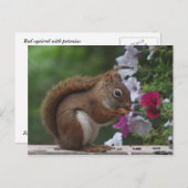Rotes Eichhörnchen mit Petunias Postkarte (Vorne/Hinten)