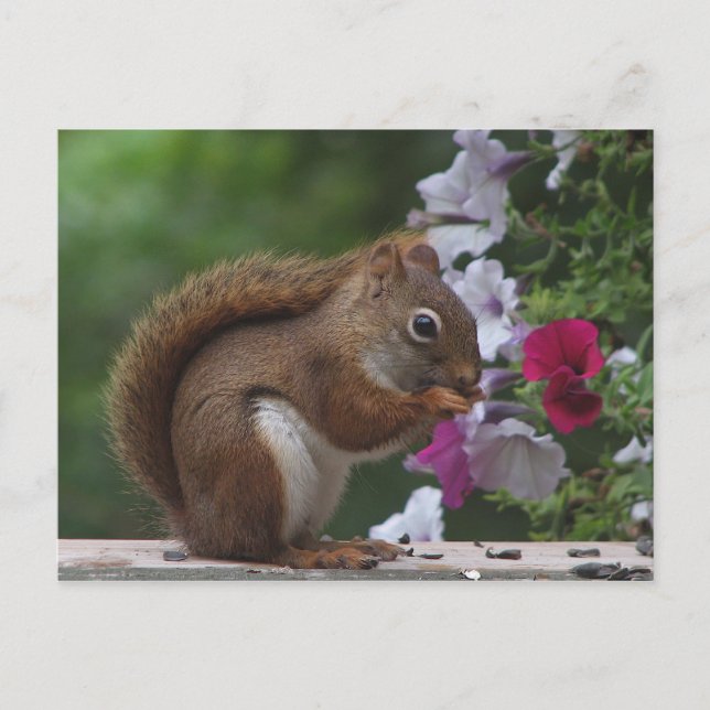 Rotes Eichhörnchen mit Petunias Postkarte (Vorderseite)