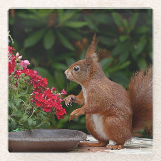 Rotes Eichhörnchen mit Roter Blume Bush Glasuntersetzer (Vorderseite)