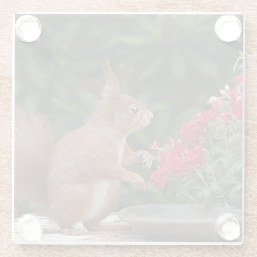 Rotes Eichhörnchen mit Roter Blume Bush Glasuntersetzer (Rückseite)