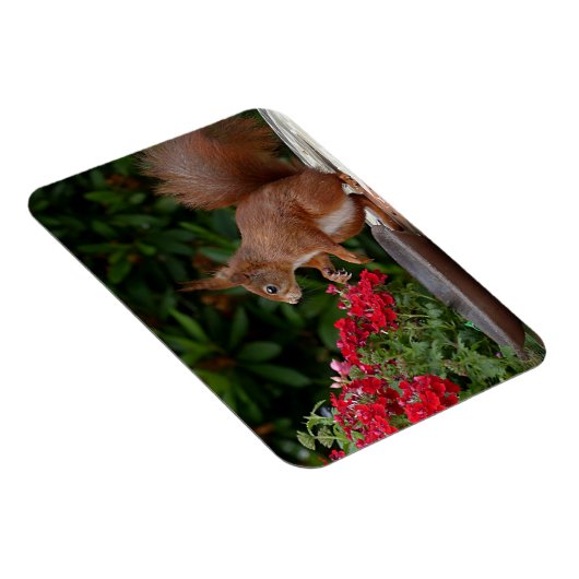 Rotes Eichhörnchen mit Roter Blume Bush Magnet (Rechte Seite)