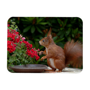 Rotes Eichhörnchen mit Roter Blume Bush Magnet