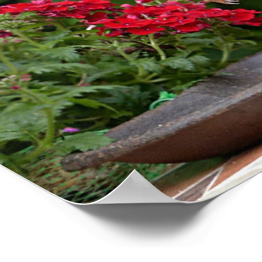 Rotes Eichhörnchen mit Roter Blume Bush Poster (Ecke)