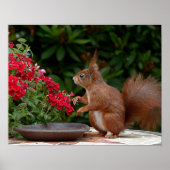 Rotes Eichhörnchen mit Roter Blume Bush Poster (Vorne)