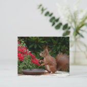 Rotes Eichhörnchen mit Roter Blume Bush Postkarte (Stehend Vorderseite)