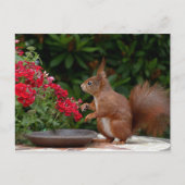 Rotes Eichhörnchen mit Roter Blume Bush Postkarte (Vorderseite)