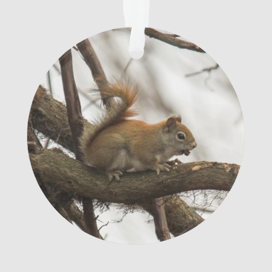 Rotes Eichhörnchen Ornament (Rückseite)
