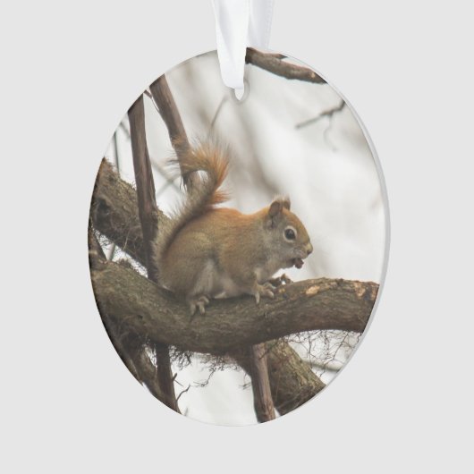 Rotes Eichhörnchen Ornament (Vorderseite)
