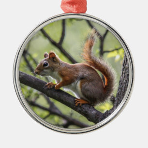 Rotes Eichhörnchen Ornament Aus Metall