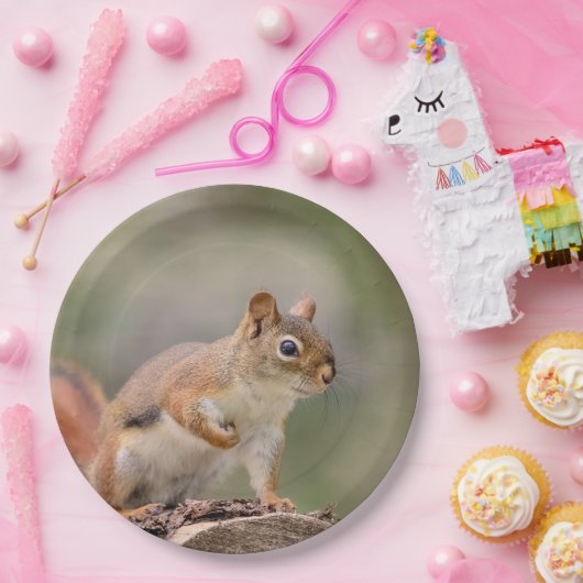 Rotes Eichhörnchen Pappteller (Party)