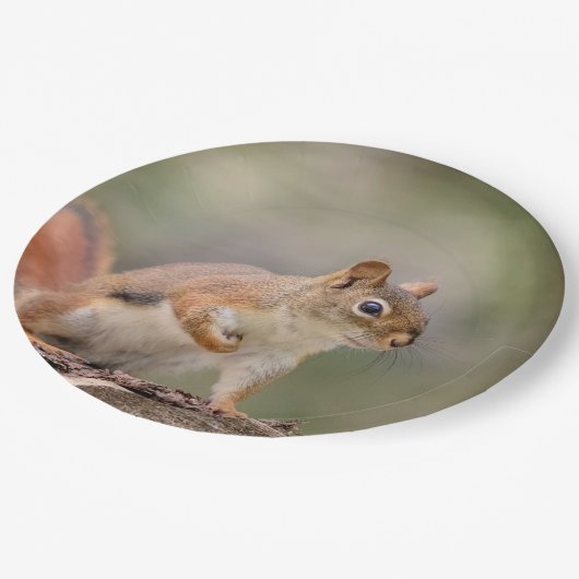 Rotes Eichhörnchen Pappteller (Schrägansicht)