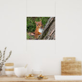 Rotes Eichhörnchen Poster (Küche)