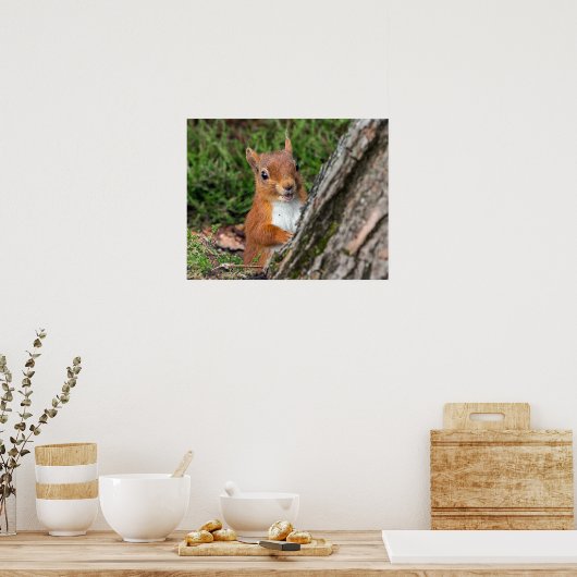 Rotes Eichhörnchen Poster (Küche)