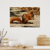 Rotes Eichhörnchen Poster (Küche)
