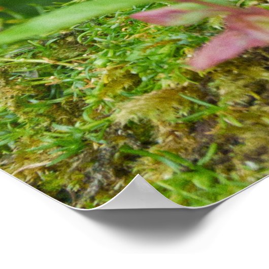 Rotes Eichhörnchen Poster (Ecke)