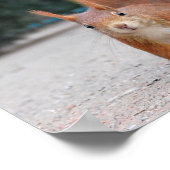 Rotes Eichhörnchen Poster (Ecke)