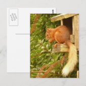 Rotes Eichhörnchen Postkarte (Vorne/Hinten)