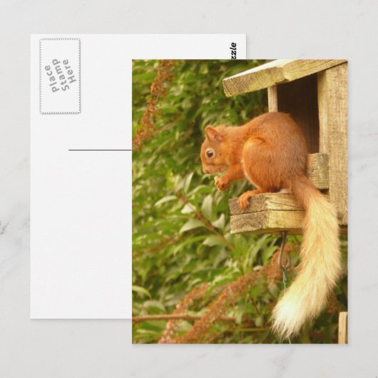 Rotes Eichhörnchen Postkarte (Vorne/Hinten)