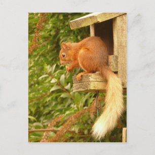 Rotes Eichhörnchen Postkarte