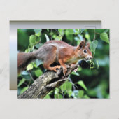 Rotes Eichhörnchen Postkarte (Vorne/Hinten)