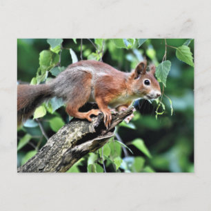 Rotes Eichhörnchen Postkarte