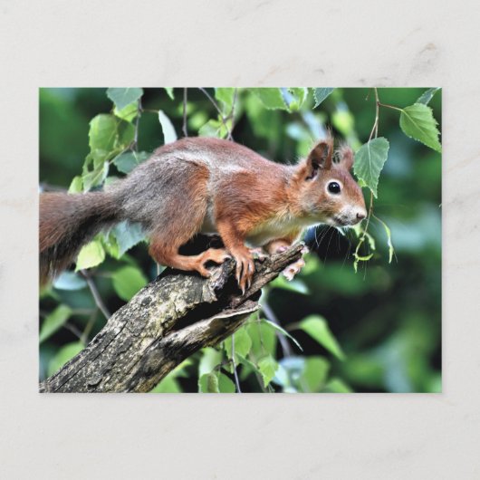 Rotes Eichhörnchen Postkarte (Vorderseite)