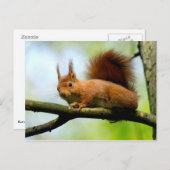Rotes Eichhörnchen Postkarte (Vorne/Hinten)