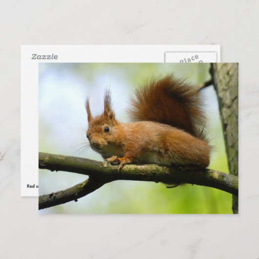 Rotes Eichhörnchen Postkarte (Vorne/Hinten)