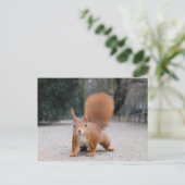 Rotes Eichhörnchen Postkarte (Stehend Vorderseite)
