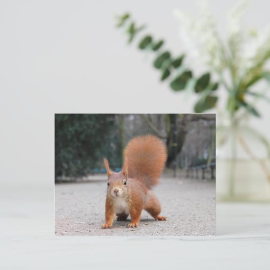 Rotes Eichhörnchen Postkarte (Stehend Vorderseite)