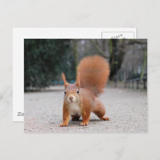 Rotes Eichhörnchen Postkarte (Vorne/Hinten)