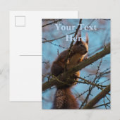 Rotes Eichhörnchen Postkarte (Vorne/Hinten)
