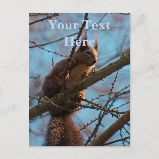 Rotes Eichhörnchen Postkarte (Vorderseite)